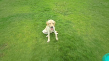 PetPod™ multifunkciós háziállat ellátó